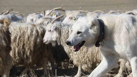 Ankara'da Tiftik Keçisi Yetiştiriciliği