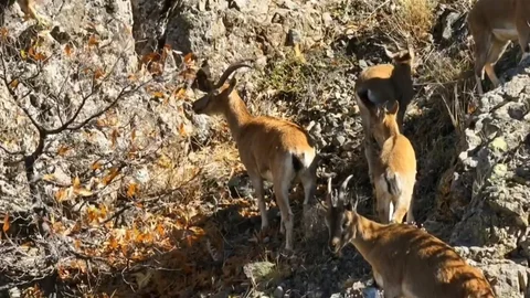 Erzincan'da Yaban Keçileri Görüntülendi