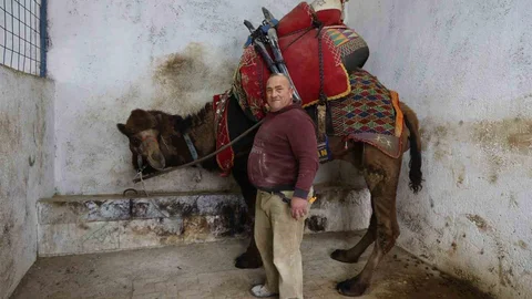 Şap Hastalığı Nedeniyle Deve Güreşleri İptal Edildi