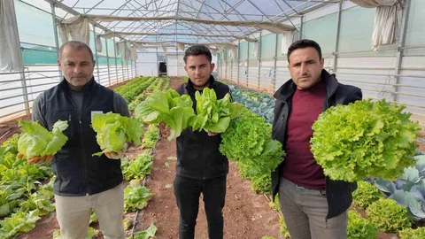 Şanlıurfa'da Kışlık Sebze Hasadı Başladı