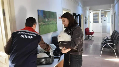 Sinop'ta Hayvan Kimliklendirme Çalışmaları Devam Ediyor