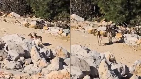 Silifke’nin Zirvesinde Görsel Şölen: Dağ Keçileri Objektiflere Takıldı!