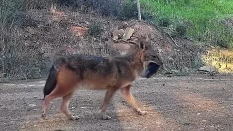 Tekirdağ'da Yırtıcı Çakal Görüntülendi