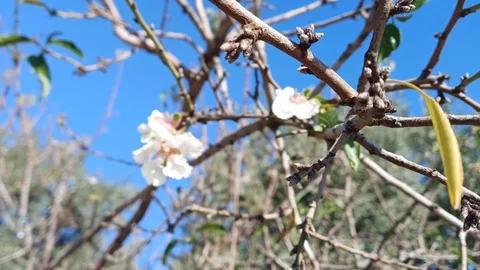 Mersin Silifke'de Baden Ağacında Çiçek Açtı