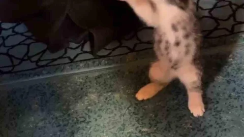 Gümüşhane Camisinde Yavru Kedi Oyun Oynadı