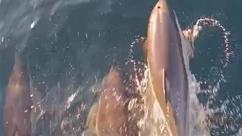 Kıyıköy'de Yunuslar Tekneyle Yarıştı