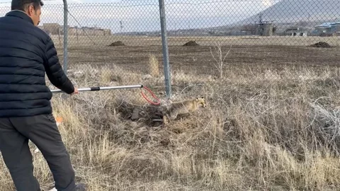 Iğdır'da Yaralı Kızıl Tilki Doğaya Salındı