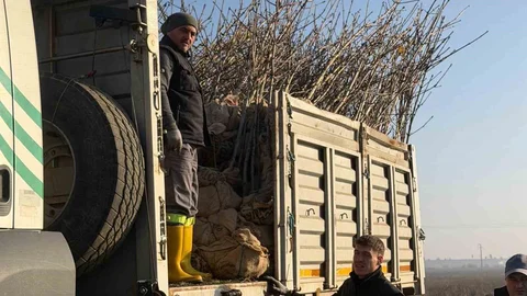 Bandırma'da 350 Ağaç Dikildi