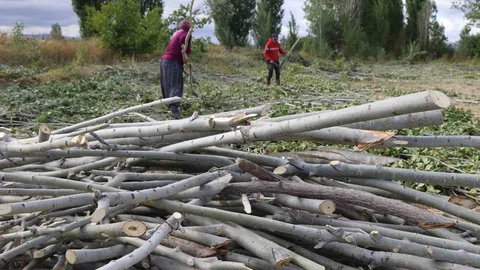 Erzincan'da Kış İçin Odun Toplama