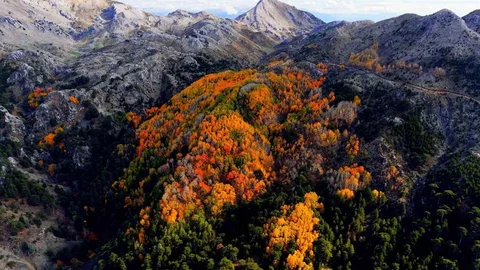 Çameli'de Titrek Kavak Ormanları Ziyaretçileri Bekliyor