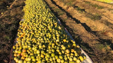 Kırağı Nedeniyle Domatesler Seraya Taşındı