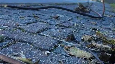 Trabzon'da Yılanlar Kış Uykusuna Yatmadı