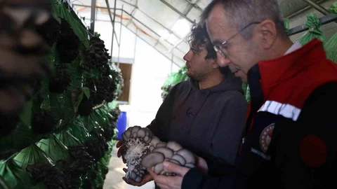 Bilecik'te İstiridye Mantar Üretimi Başladı