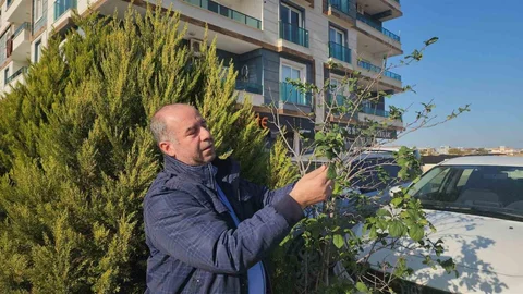 Hatay'da Aralık'ta Erik Meyvesi Görüldü