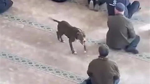 Kocaeli'de Pitbull Paniği
