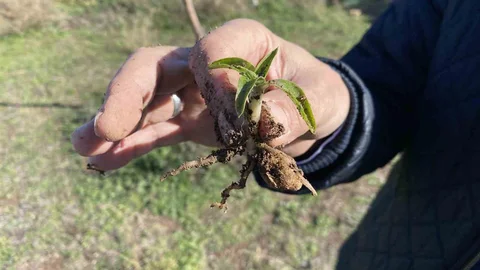 Eskişehir'de Salep Üretimi Artıyor