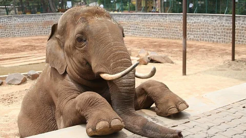 Gaziantep Doğal Yaşam Parkı’ndaki Fil Gabi Hakkında Açıklama