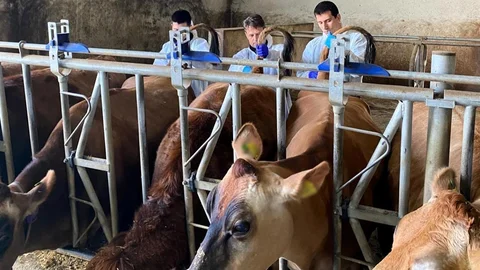 Kırklareli'nde Büyükbaş Hayvan Kontrolleri