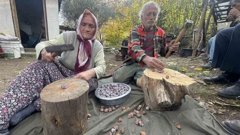 Antalya'da Kozalak Üretimi
