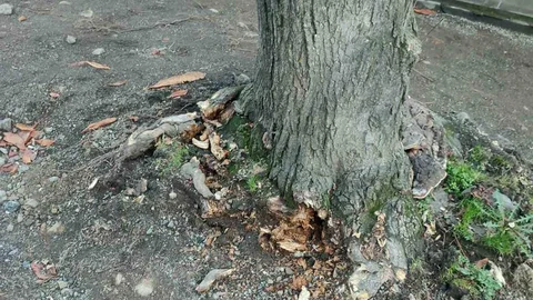 Trabzon'da Ağaç Kesimi Tartışması