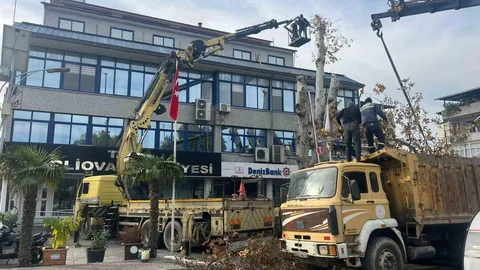 Aydın'da Tarihi Çınar Budandı