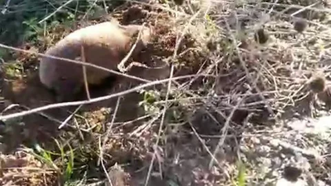 Manisa'da Nadir Köstebek Görüntülendi