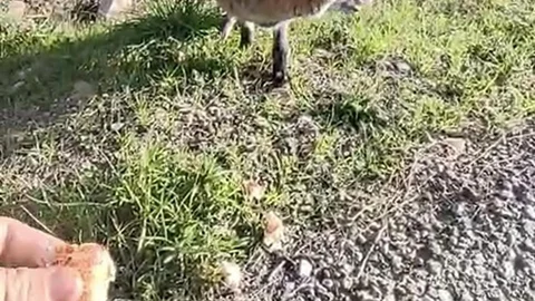 Çanakkale'de Alışan Tilki Ziyaretçilerin Gözdesi