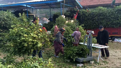 Antalya'da Defne Yaprağı Üretimi Artıyor