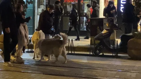 Eskişehir'de Sokak Köpekleriyle Karşılaşma