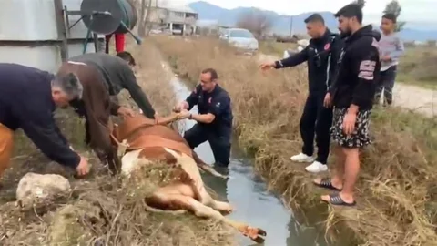 Antalya'da İnek Kurtarma Operasyonu
