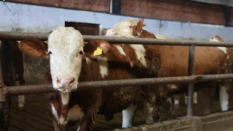 Elazığ'da 300 Hayvanlık Çiftlik Kuruldu