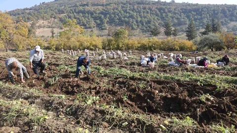 Hatay'da Tatlı Patates Hasadı Tamamlandı