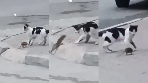 Mersin’de Doğanın Kanunu Şaştı: Kurdali’de Fare Kediye Saldırdı! Kedi Kaçacak Yer Aradı