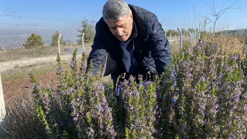 Eskişehir'de Biberiye Üretimi Başladı