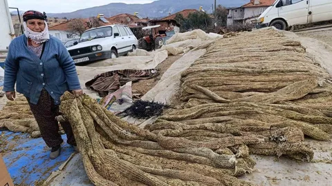 Selendi'de Tütün Hasadı Tamamlandı