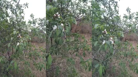 Türkiye’nin En Sıcak Aralık Ayını Yaşayan İl Olan Mersin’de Doğa Şaşırdı: Aralık Ayında Akdeniz’de Badem Ağacı Çiçek Açtı!