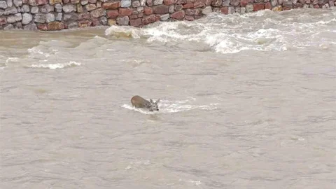Kastamonu'da Çaya Düşen Karaca Kurtarıldı