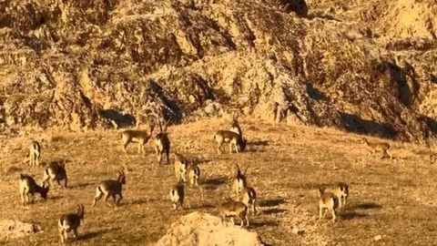 Palu Kalesi'nde Dağ Keçileri Görüldü