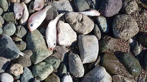 Datça'da Ölü Balıklar Kıyıya Vurdu