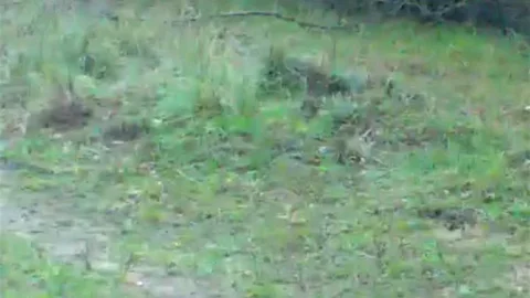 Edirne'de Tavşanların Sevimliliği