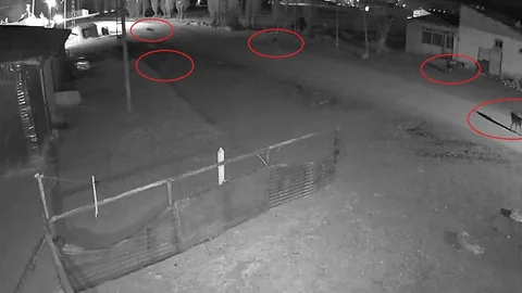 Bayburt'ta Kurtların Köpeğe Tuzak Kurma Anları Görüntülendi