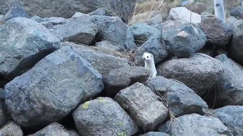 Gelincikler Kışla Renk Değiştiriyor