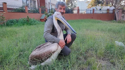 Yaralı Pelikan ve Tedavi Süreci