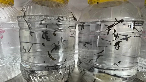 Eğirdir'de Yılda 20 Bin Tıbbi Sülük Üretiliyor