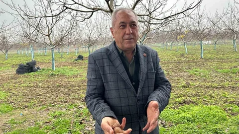 Ceviz Üretimi İnegöl'de Artıyor