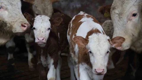 Çifte Buzağı Sevinci Elazığ'da Yaşandı