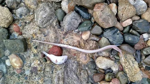 Datça'da Balık Ölümleri İncelendi