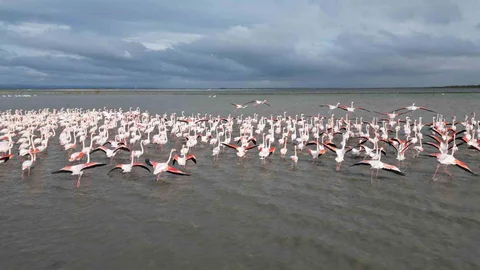 Enez Gala Gölü'nde Flamingolar Konaklıyor