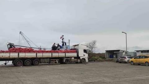 Karadeniz'de Beyaz Kum Midyesi Denetimi