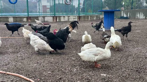 Buldan'da Mini Hayvanat Bahçesi Açıldı